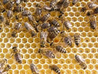 rodzina pszczela -zdjęcie z  miodobrania 2005